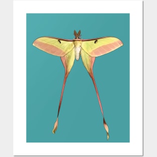 Chinese Moon Moth Male Posters and Art